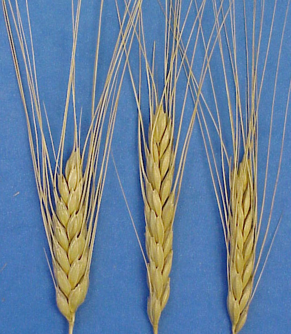 Двузернянка (Triticum turgidum subsp. dicoccum), сорт KHAPLI, образец CItr 4013. Изображение зерновой культуры, а не готовой обрядовой смеси.